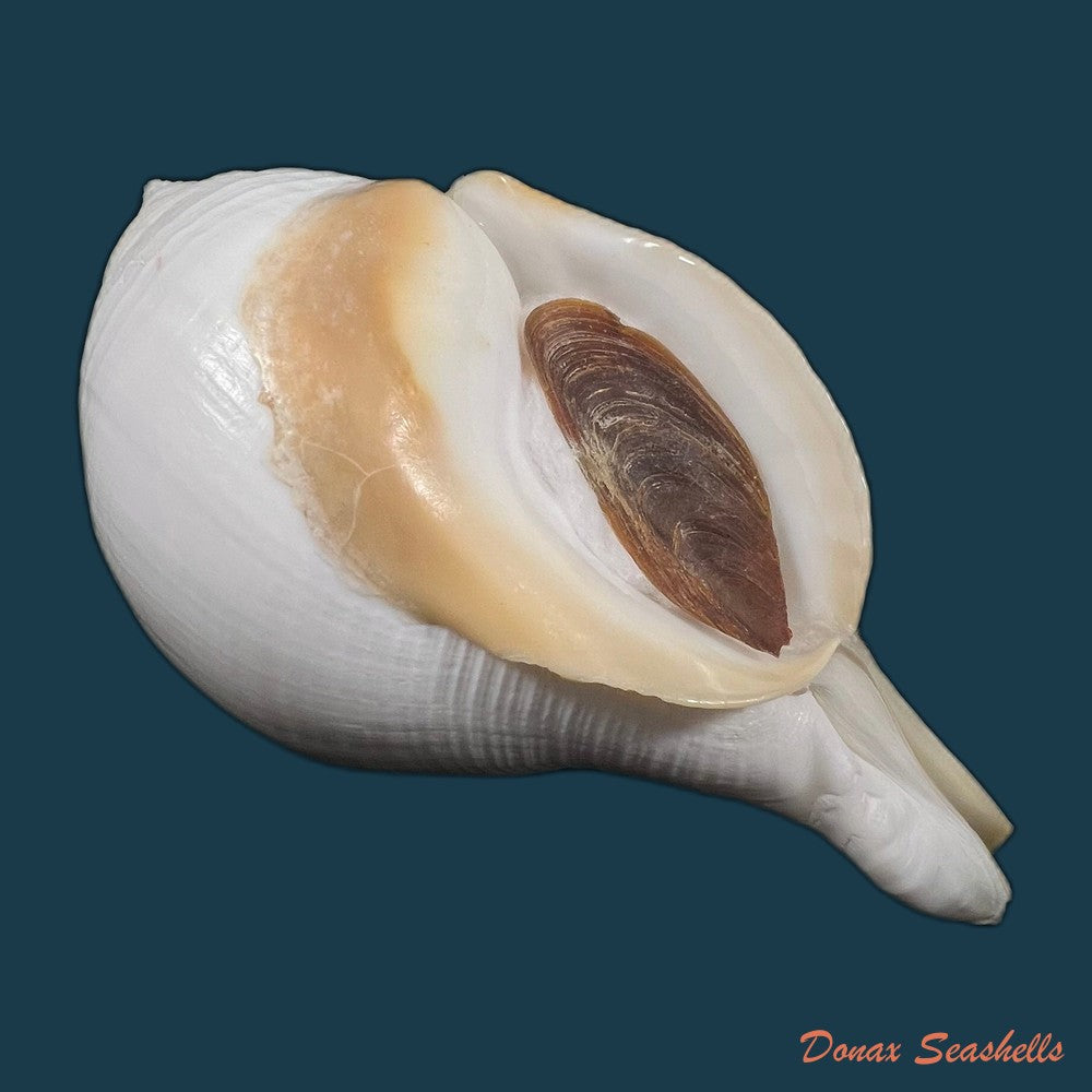 turbinella-laevigata-anton-1838-172-6mm-copia