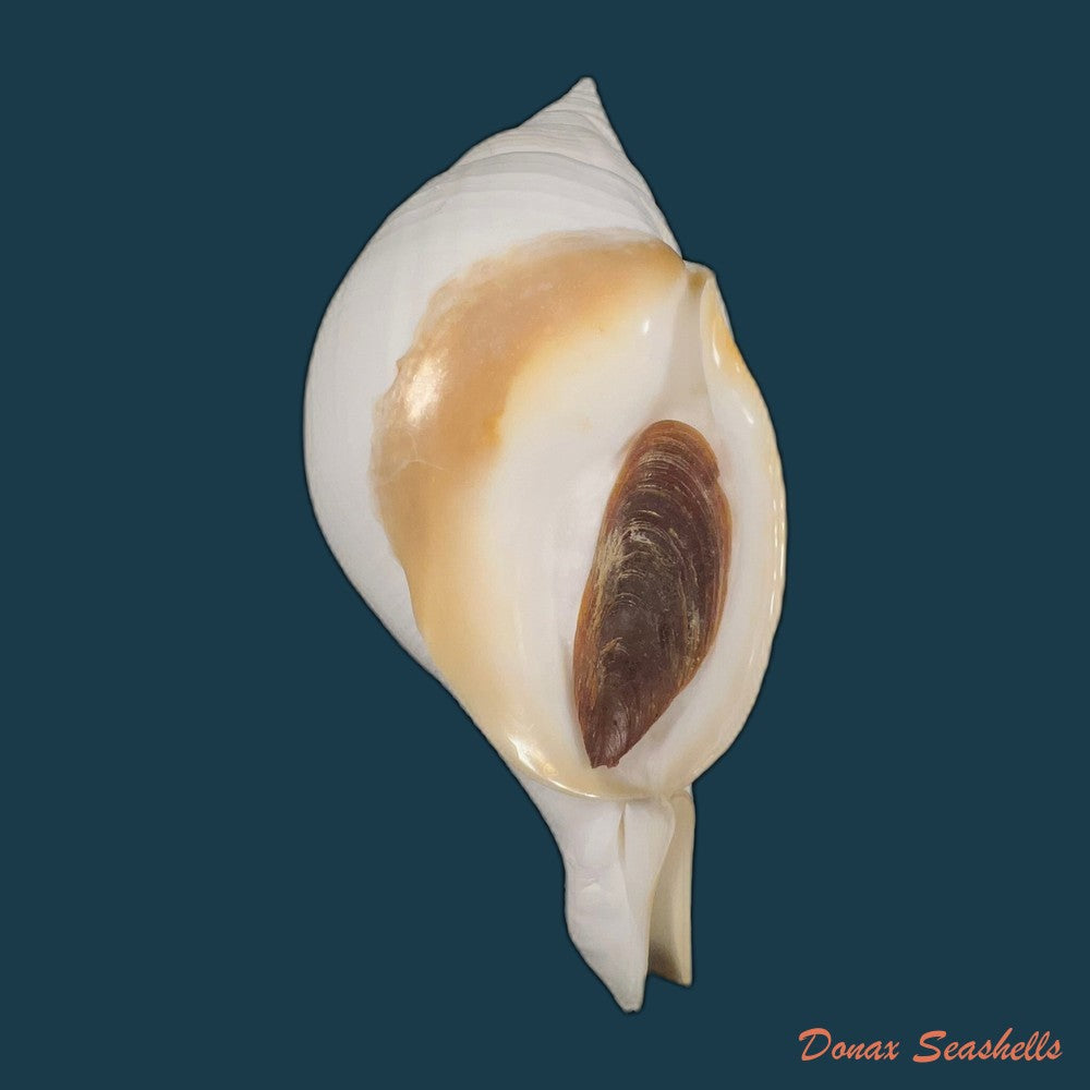 turbinella-laevigata-anton-1838-172-6mm-copia