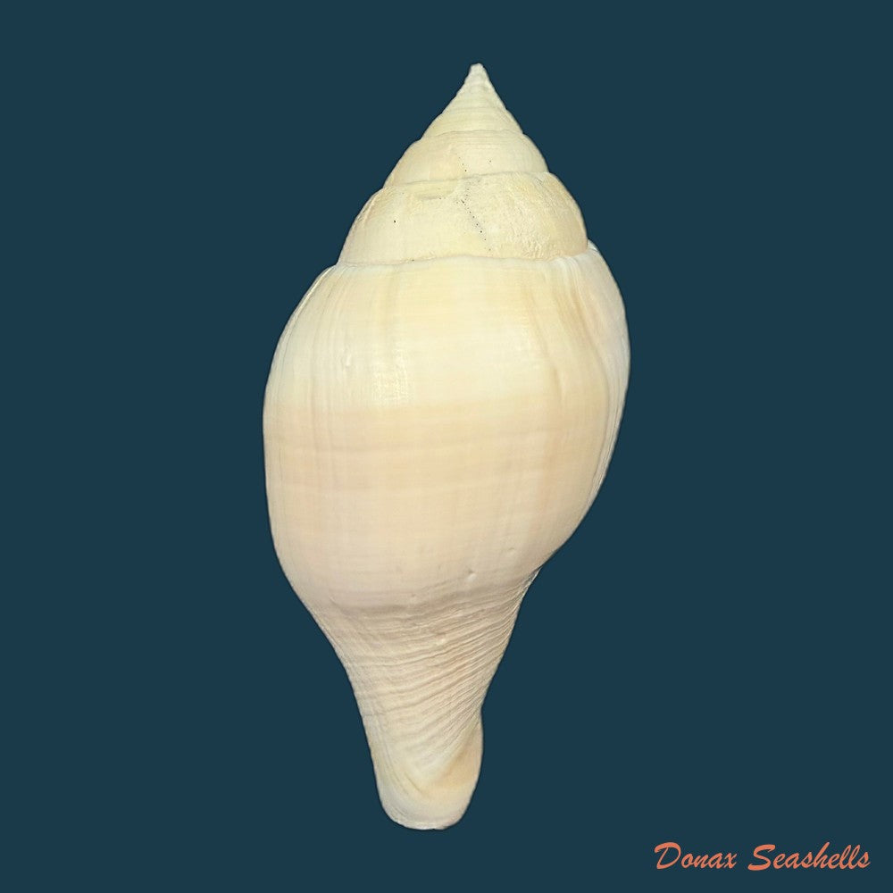 turbinella-laevigata-anton-1838-198-1mm-copia
