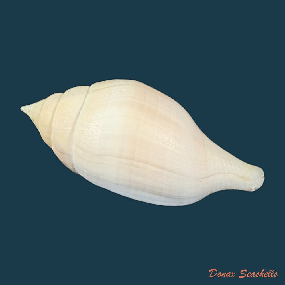 turbinella-laevigata-anton-1838-198-1mm-copia