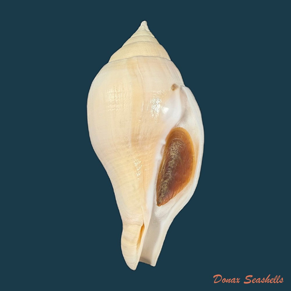 turbinella-laevigata-anton-1838-198-1mm-copia