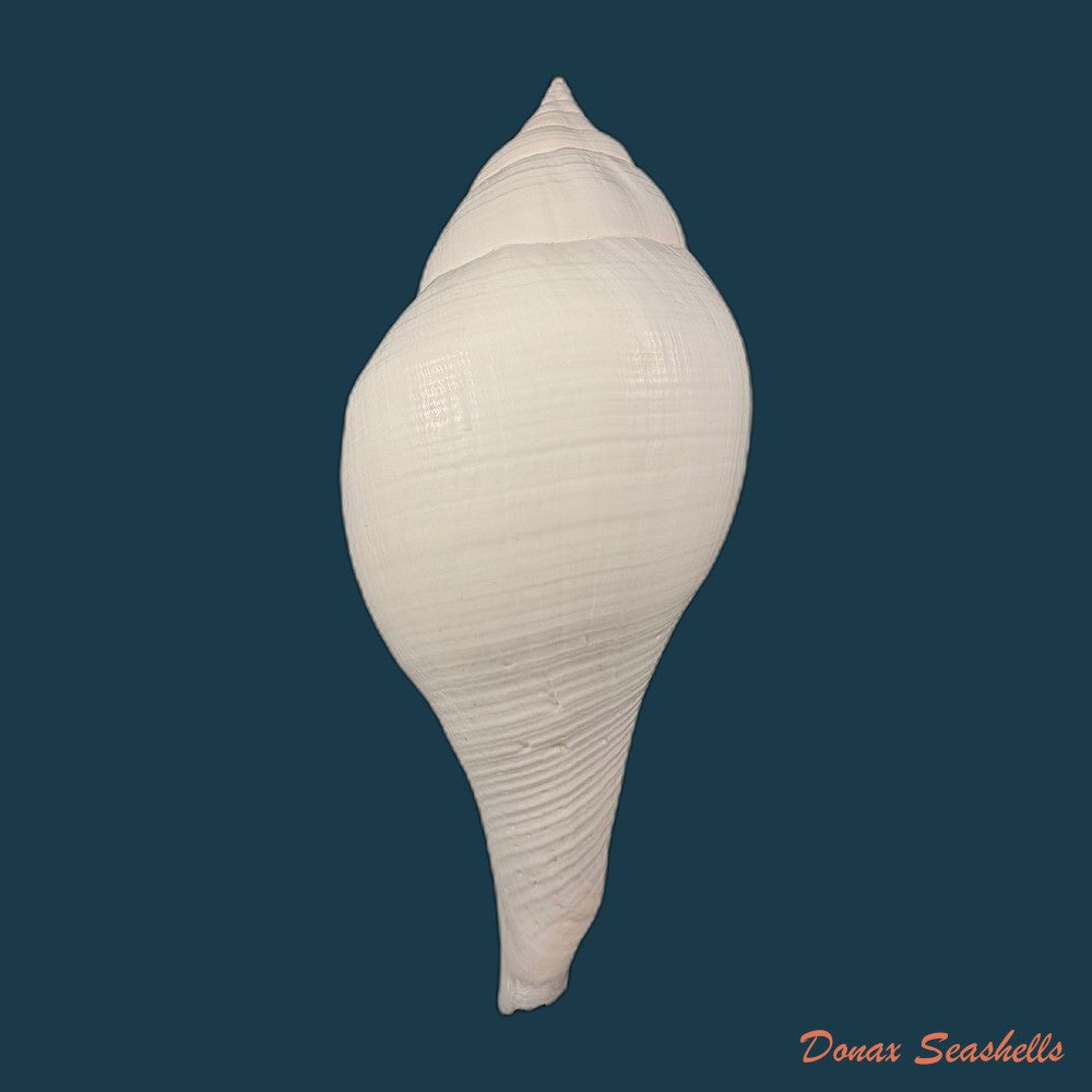turbinella-laevigata-anton-1838-199-2mm-copia