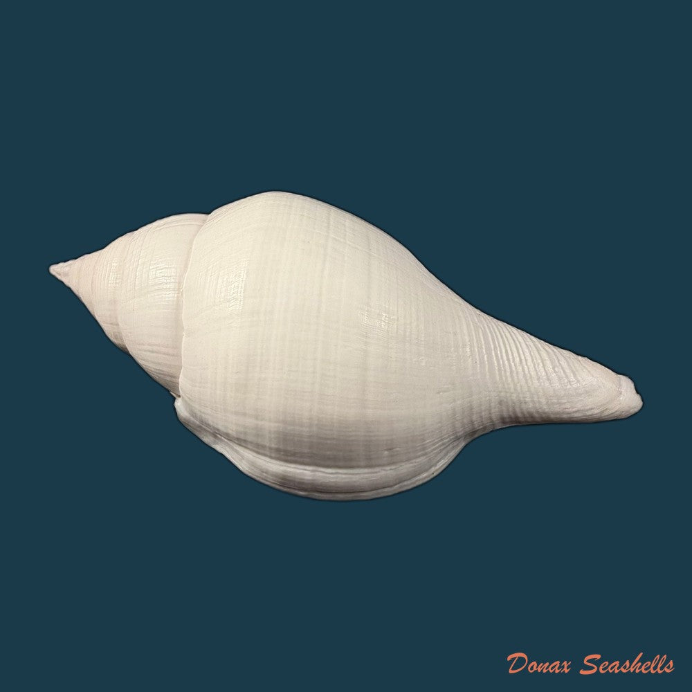 turbinella-laevigata-anton-1838-199-2mm-copia