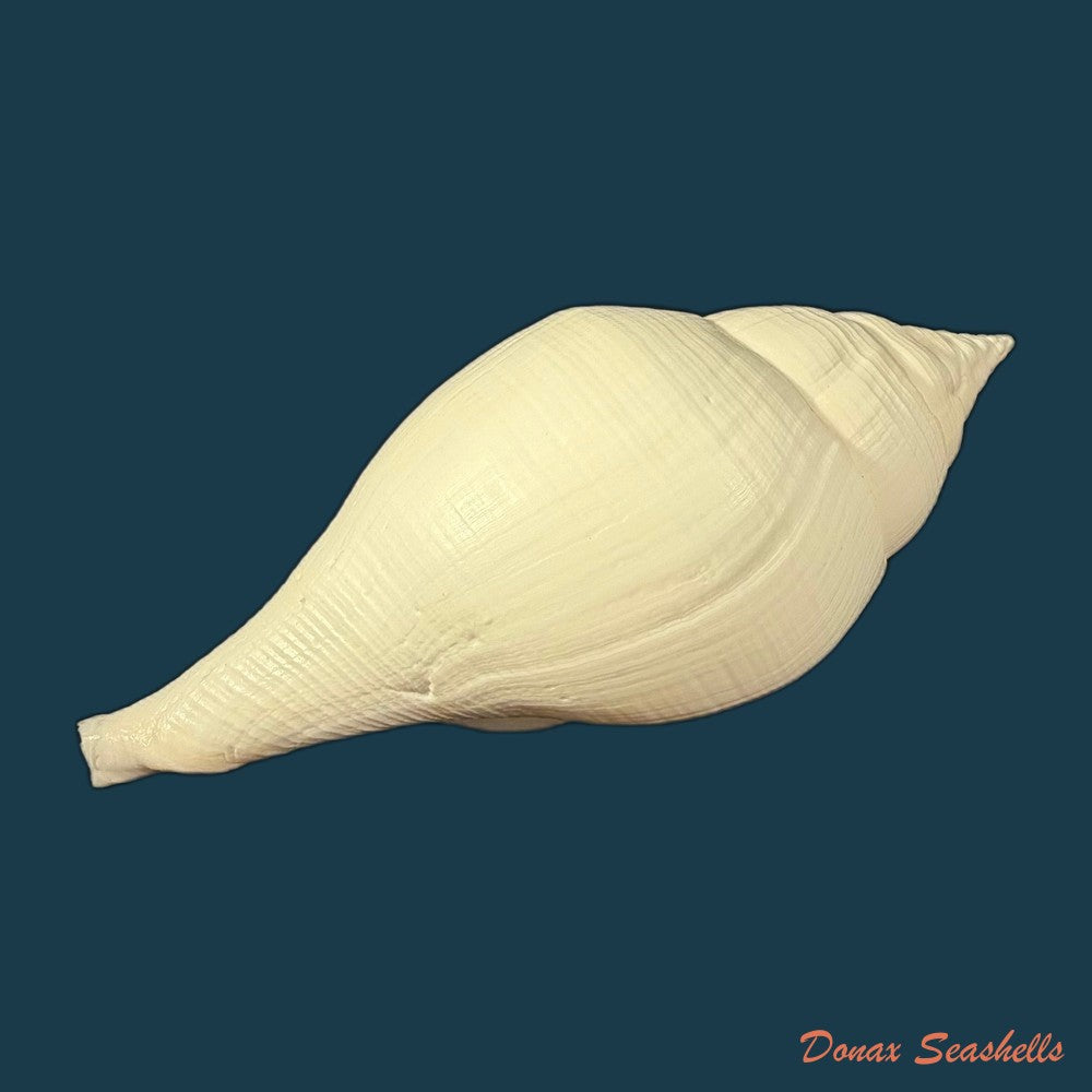 turbinella-laevigata-anton-1838-199-2mm-copia