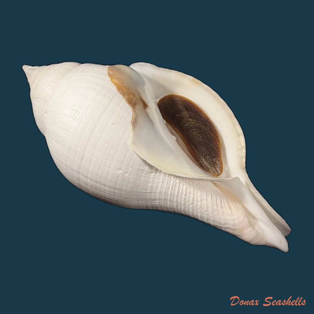turbinella-laevigata-anton-1838-199-2mm-copia