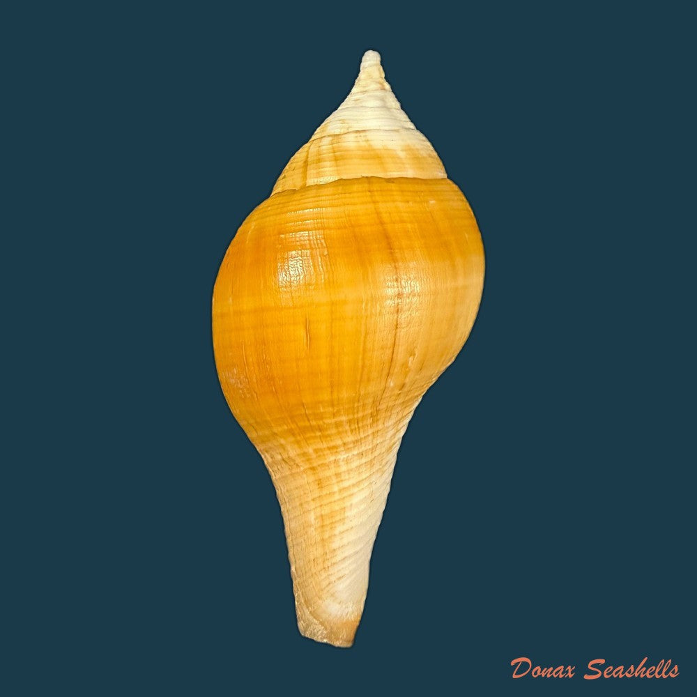 turbinella-laevigata-anton-1838-67-5mm-copia