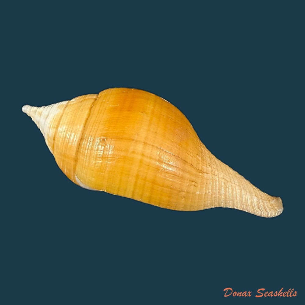turbinella-laevigata-anton-1838-67-5mm-copia