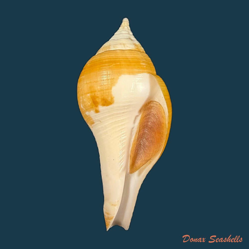 turbinella-laevigata-anton-1838-67-5mm-copia