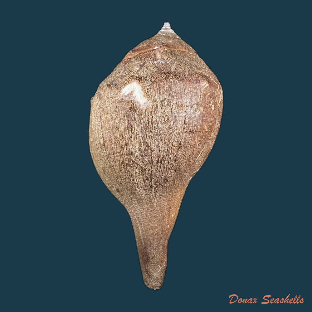 turbinella-laevigata-anton-1838-68-1mm-copia