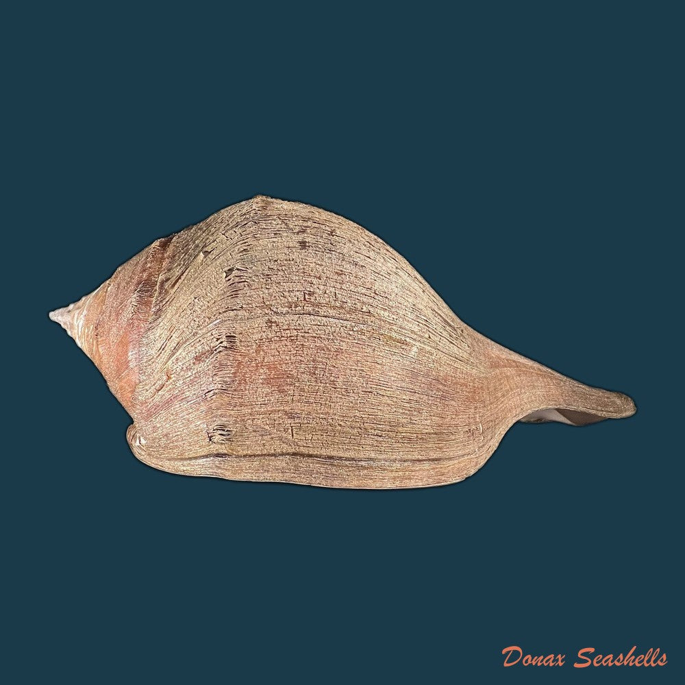 turbinella-laevigata-anton-1838-68-1mm-copia