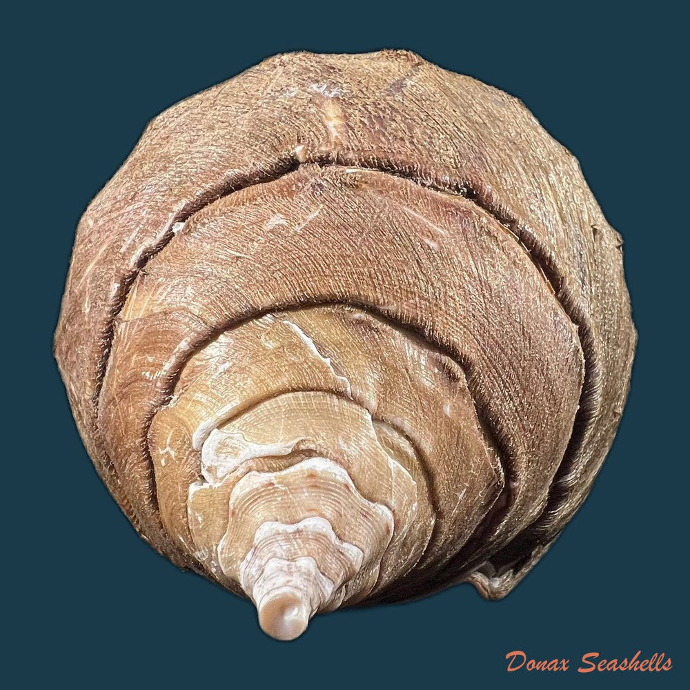 turbinella-laevigata-anton-1838-68-1mm-copia