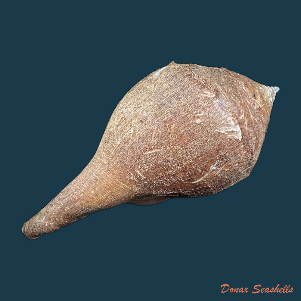 turbinella-laevigata-anton-1838-68-1mm-copia
