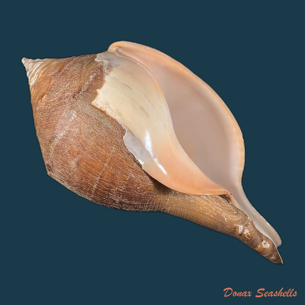 turbinella-laevigata-anton-1838-68-1mm-copia