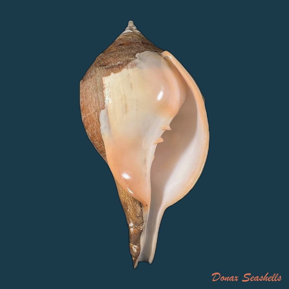 turbinella-laevigata-anton-1838-68-1mm-copia