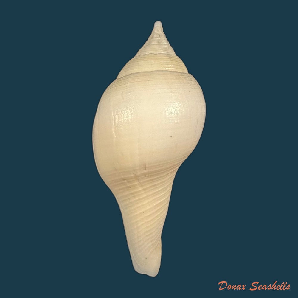 turbinella-laevigata-anton-1838-71-6mm-copia-1