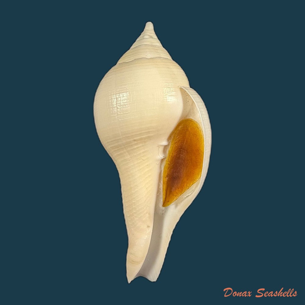 turbinella-laevigata-anton-1838-71-6mm-copia-1
