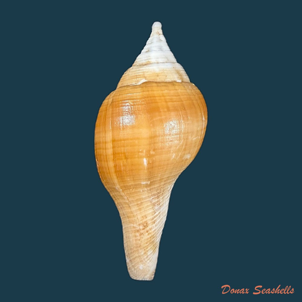turbinella-laevigata-anton-1838-72-4mm-copia