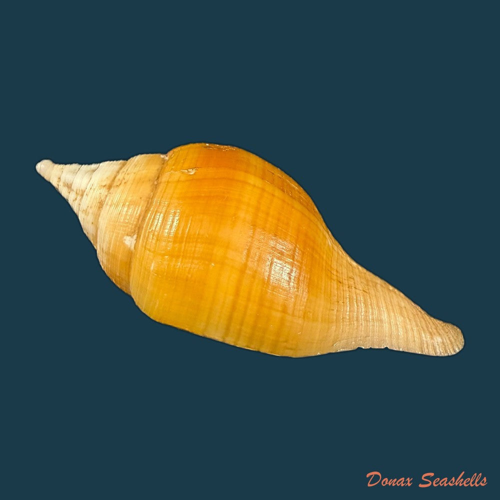 turbinella-laevigata-anton-1838-72-4mm-copia