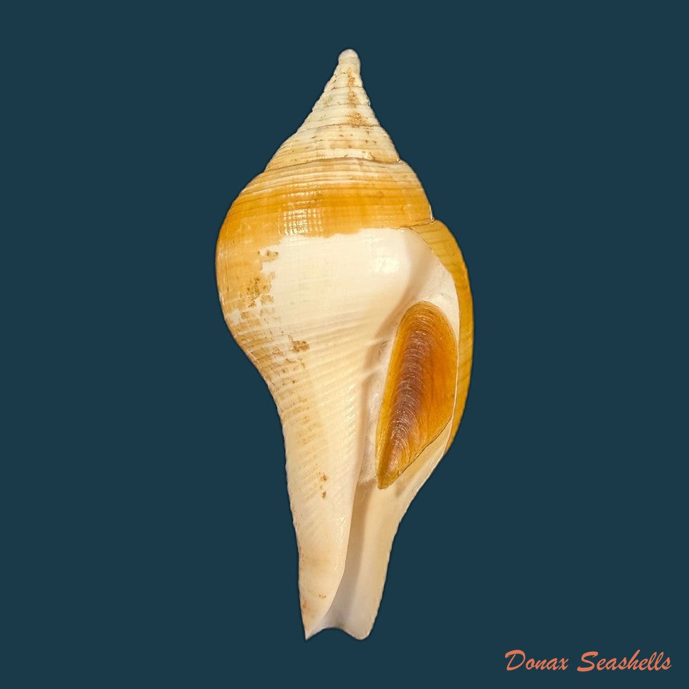 turbinella-laevigata-anton-1838-72-4mm-copia