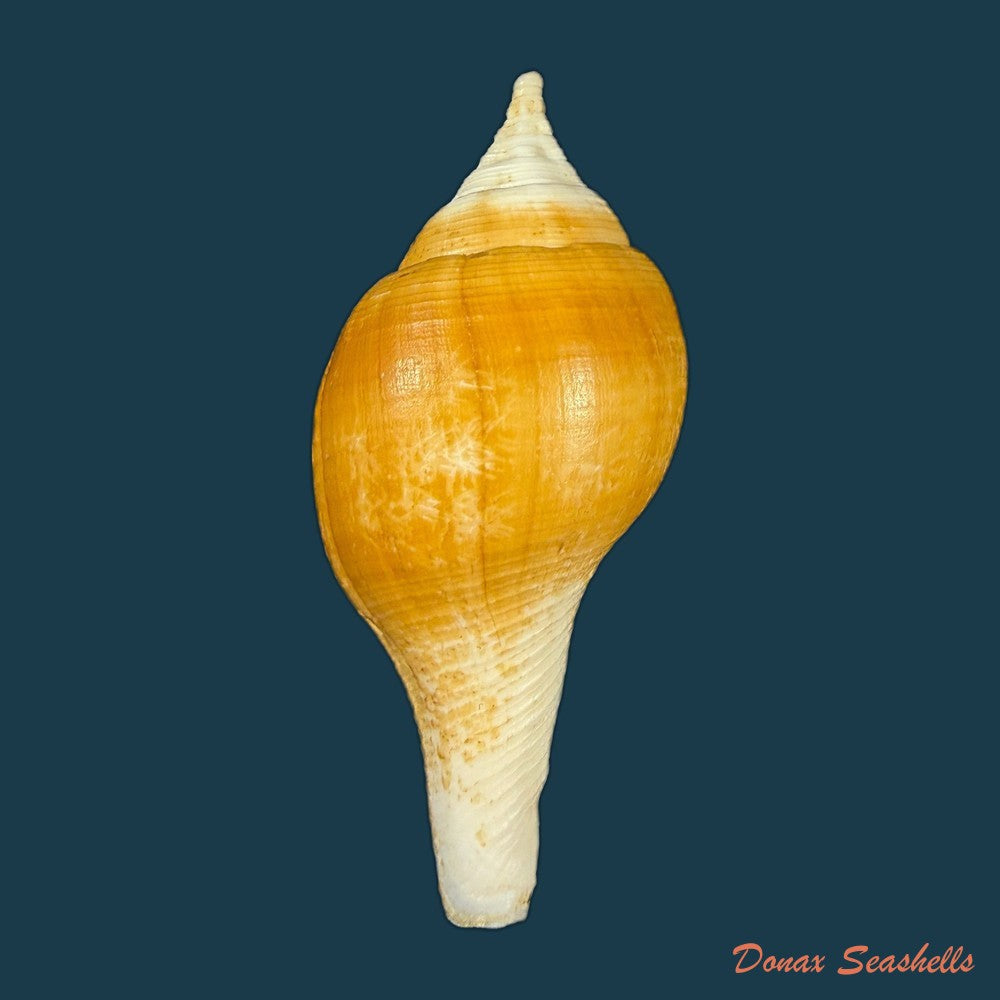 turbinella-laevigata-anton-1838-78mm-copia