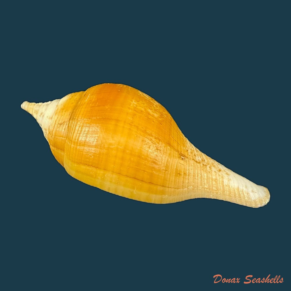 turbinella-laevigata-anton-1838-78mm-copia