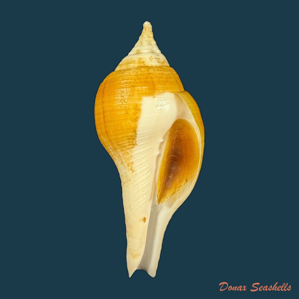 turbinella-laevigata-anton-1838-78mm-copia