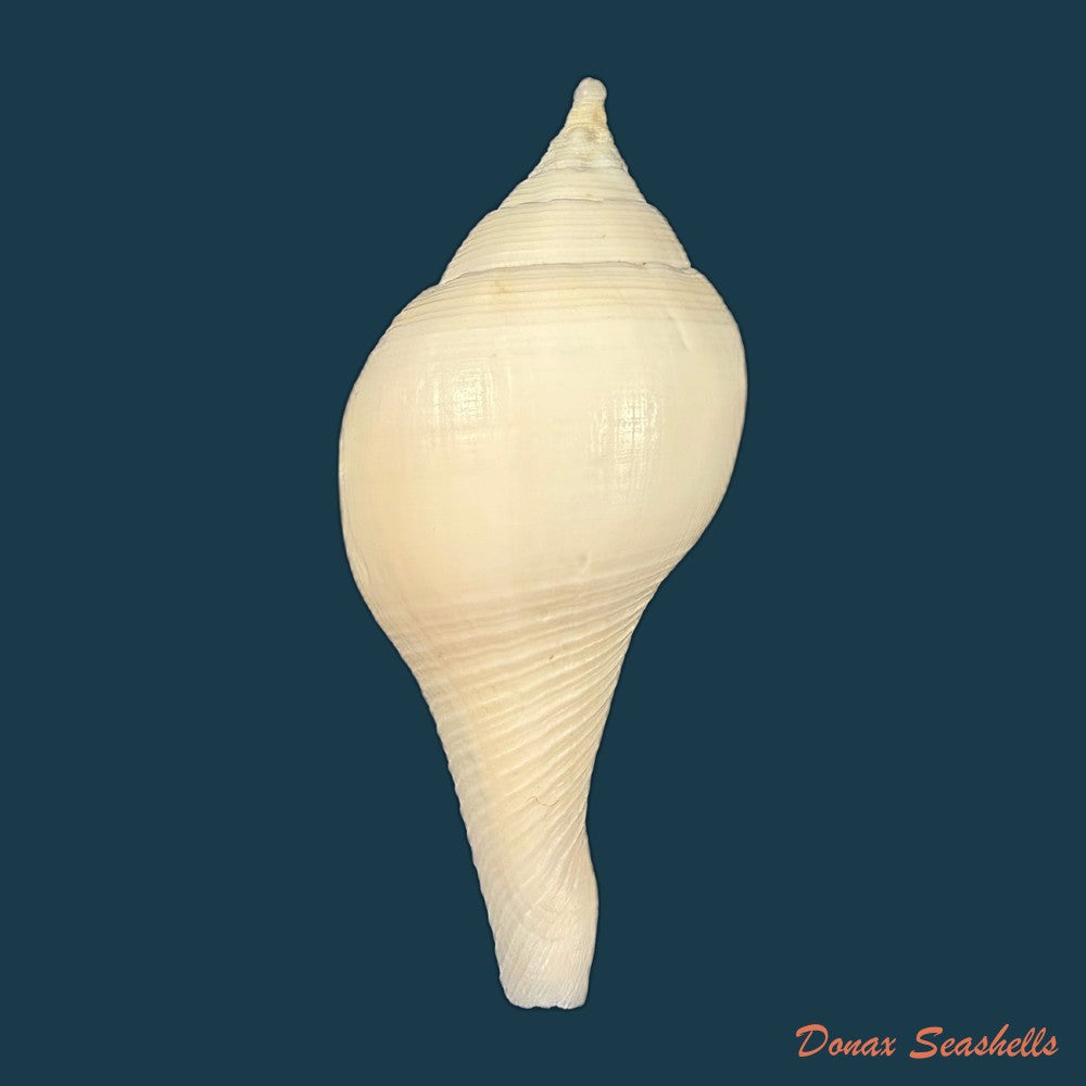 turbinella-laevigata-anton-1838-87-1mm-copia