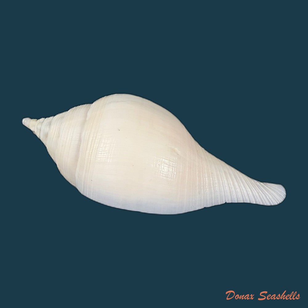 turbinella-laevigata-anton-1838-87-1mm-copia