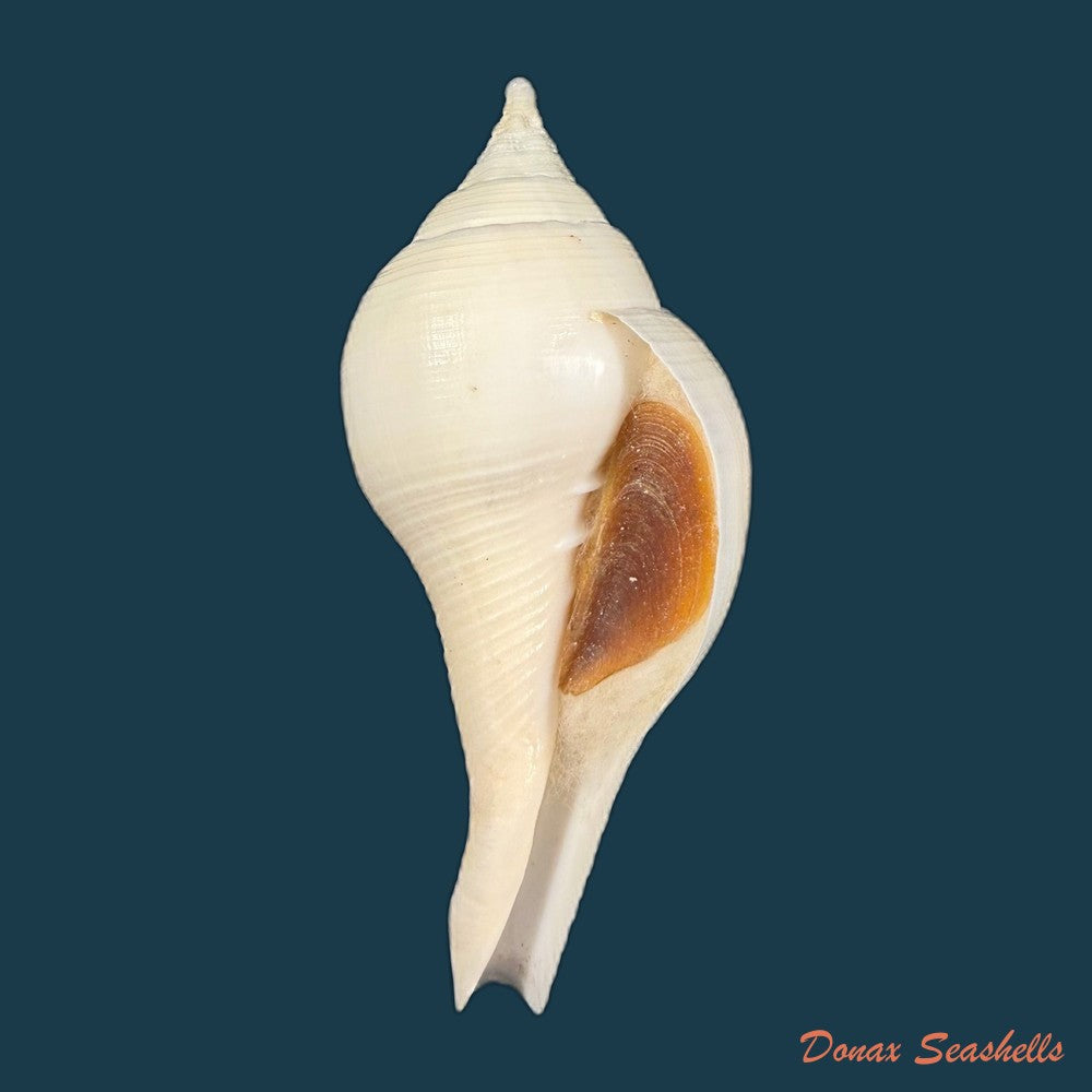 turbinella-laevigata-anton-1838-87-1mm-copia