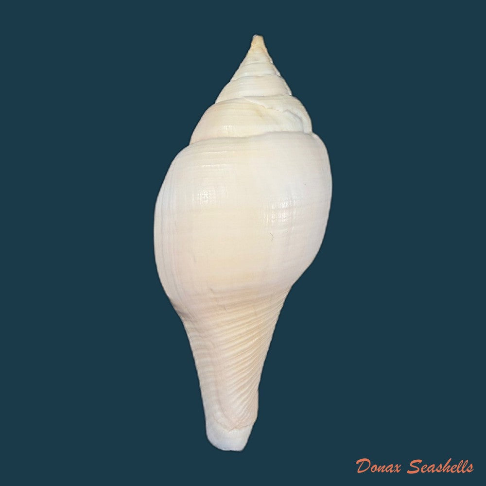 turbinella-laevigata-anton-1838-95-2mm-copia