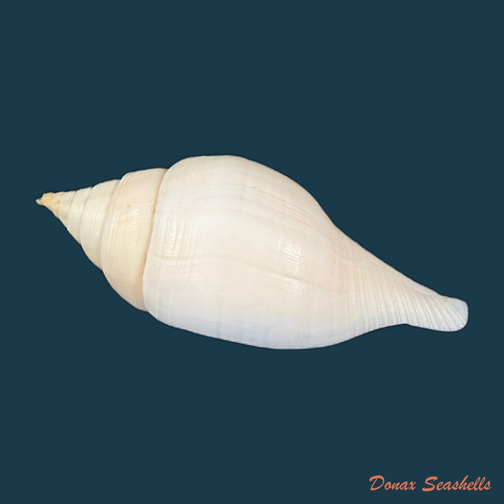 turbinella-laevigata-anton-1838-95-2mm-copia