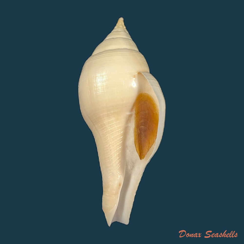 turbinella-laevigata-anton-1838-95-2mm-copia