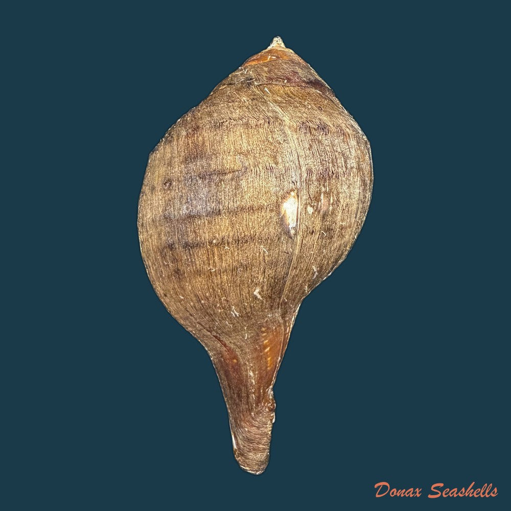 turbinella-pyrum-linnaeus-1767-220-1mm-copia