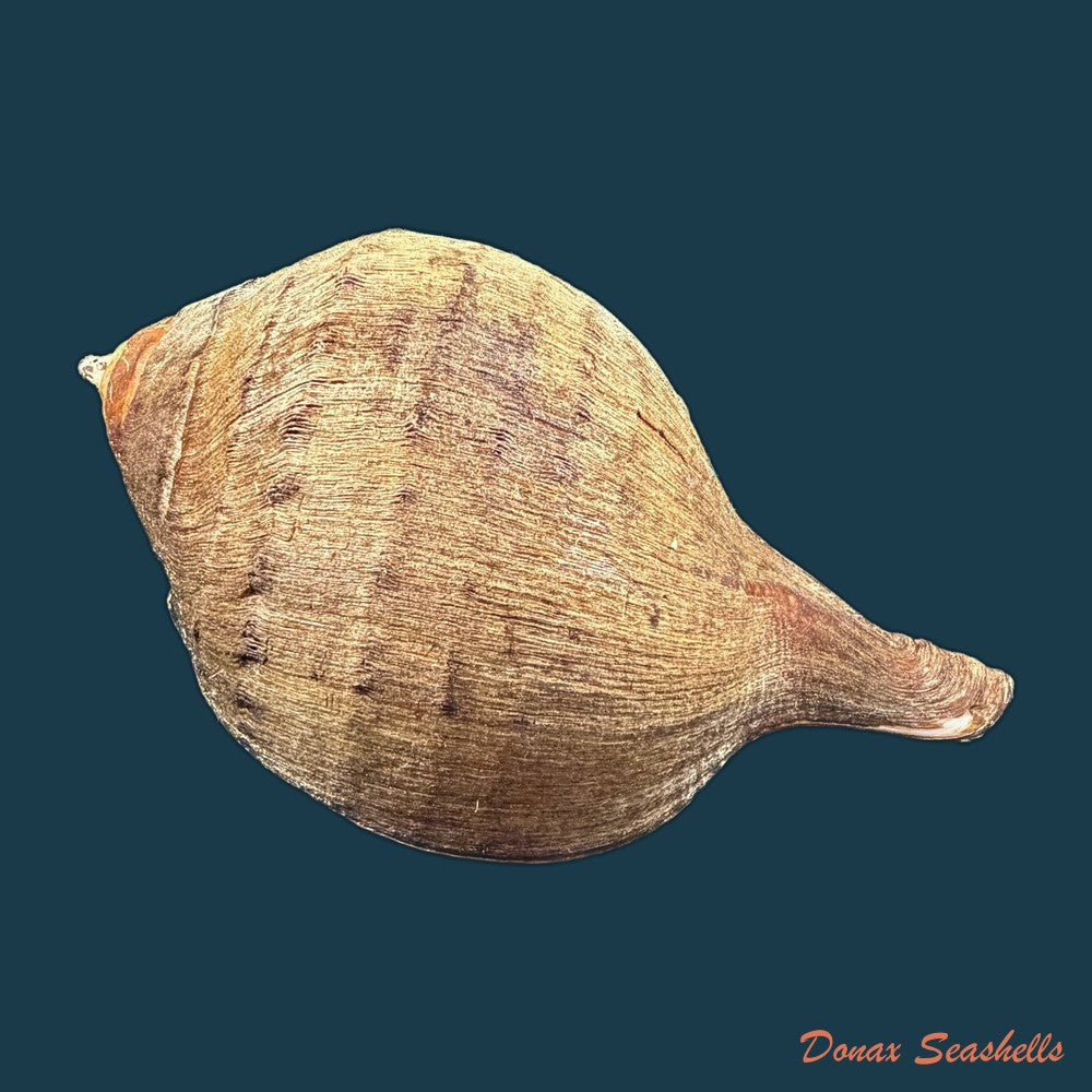 turbinella-pyrum-linnaeus-1767-220-1mm-copia