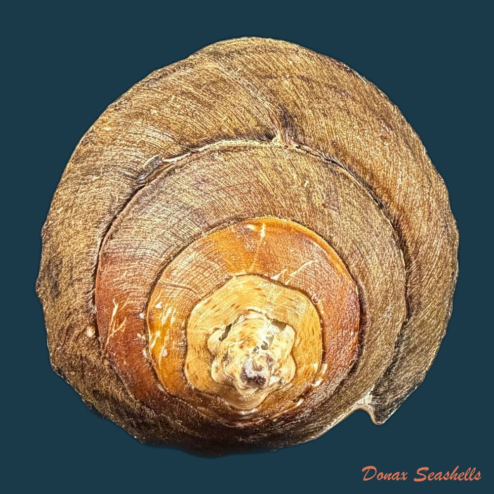 turbinella-pyrum-linnaeus-1767-220-1mm-copia