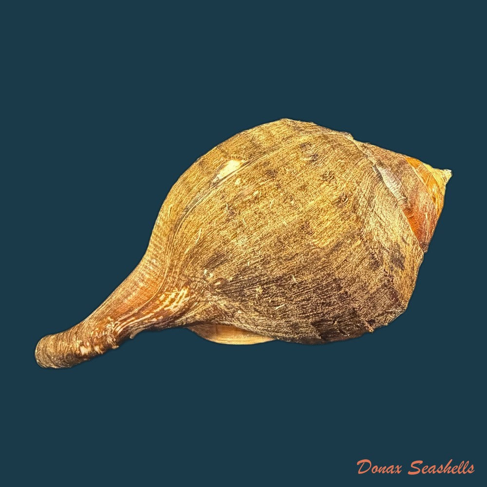 turbinella-pyrum-linnaeus-1767-220-1mm-copia