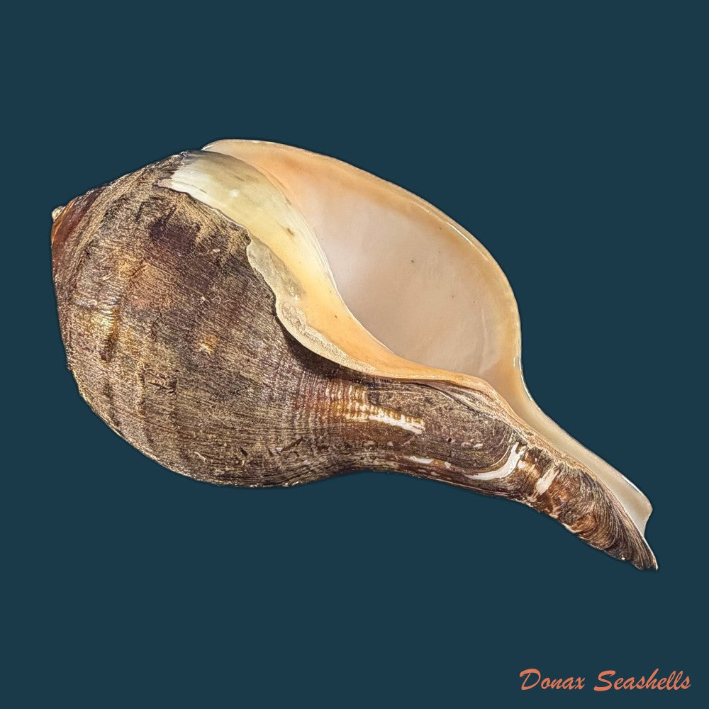 turbinella-pyrum-linnaeus-1767-220-1mm-copia