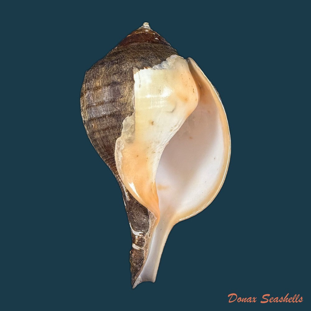 turbinella-pyrum-linnaeus-1767-220-1mm-copia