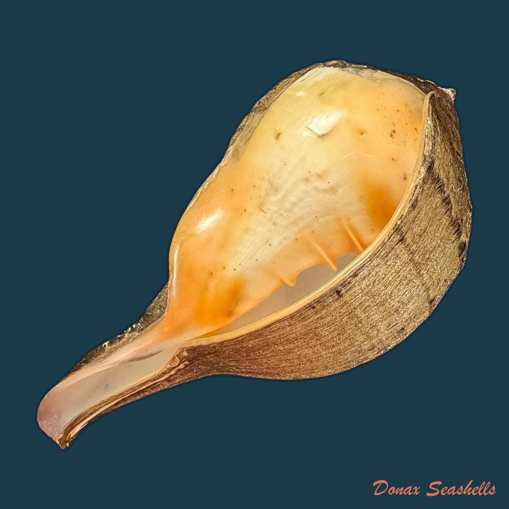 turbinella-pyrum-linnaeus-1767-220-1mm-copia