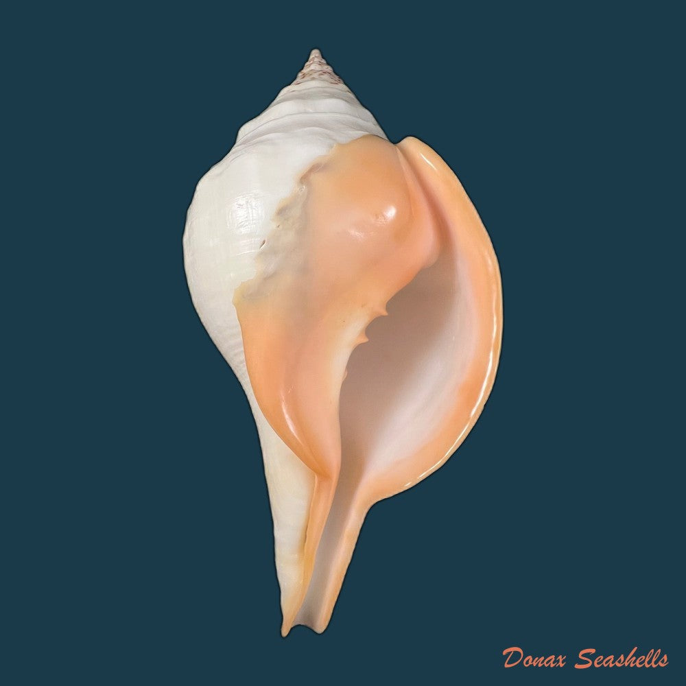 turbinella-pyrum-linnaeus-1767-227-3mm-copia