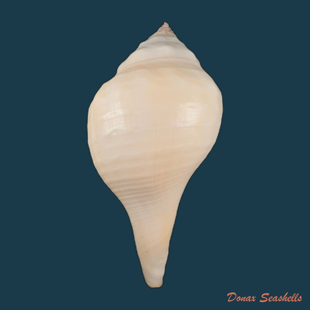 turbinella-pyrum-linnaeus-1767-227-3mm-copia