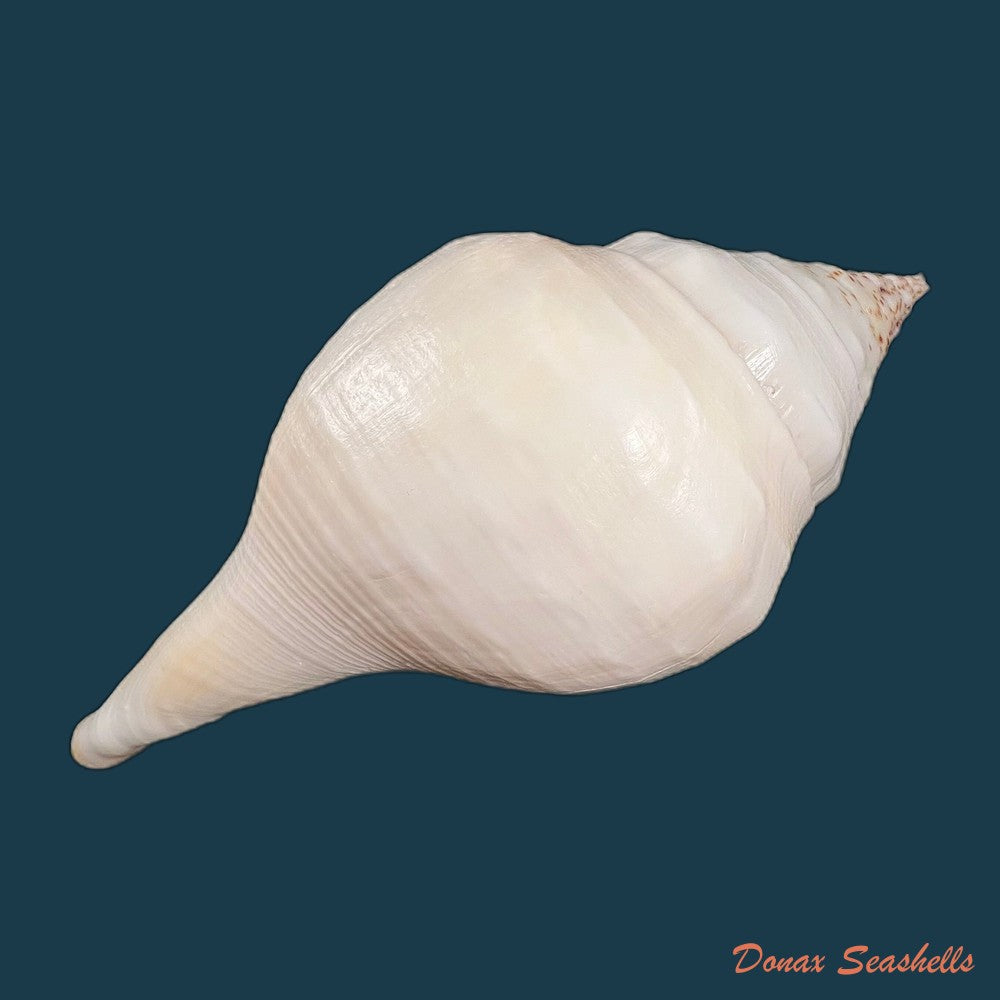 turbinella-pyrum-linnaeus-1767-227-3mm-copia