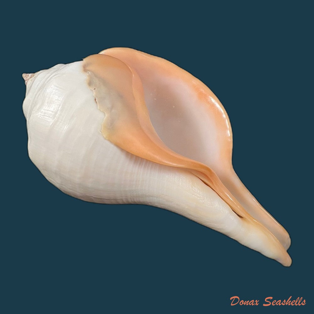 turbinella-pyrum-linnaeus-1767-227-3mm-copia