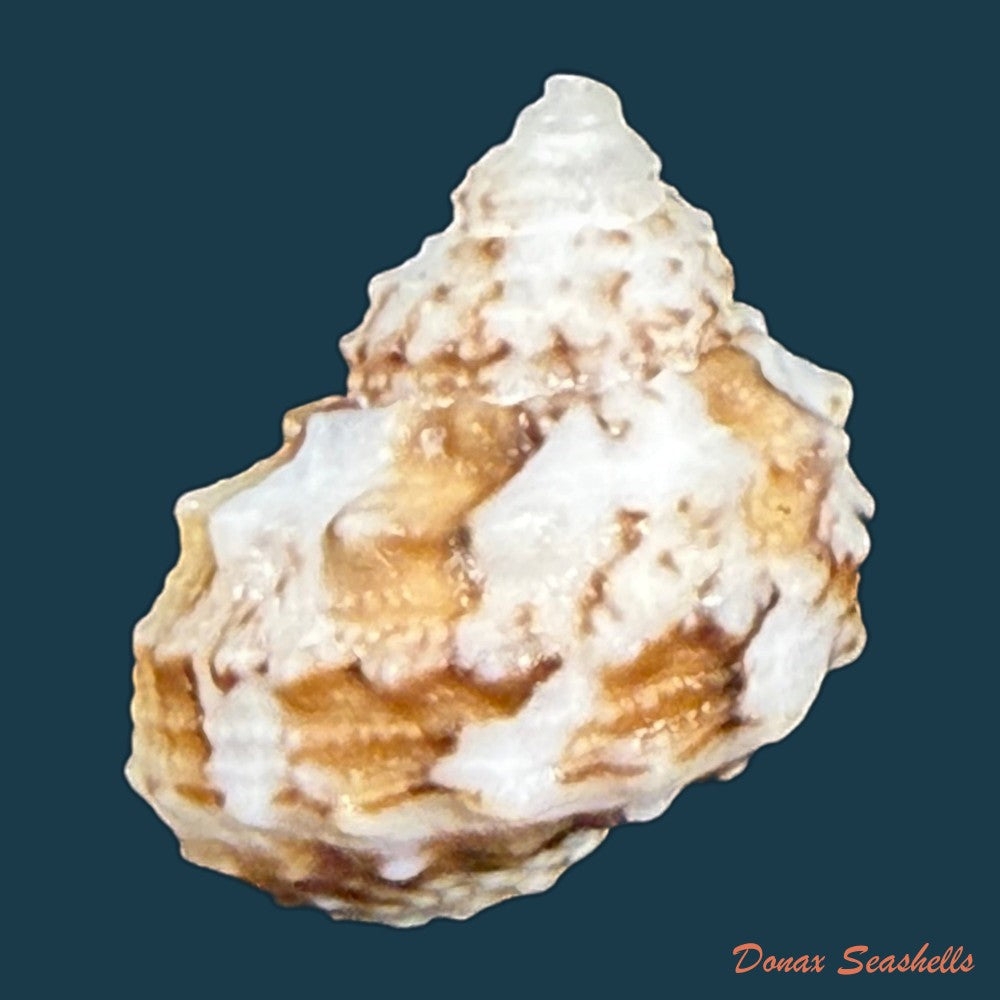 turbo-castanea-gmelin-1791-14-2mm-copia