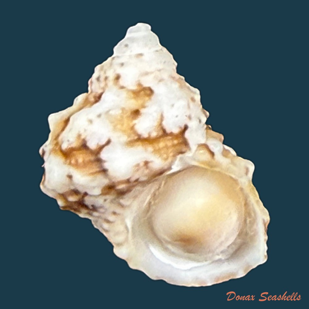 turbo-castanea-gmelin-1791-14-2mm-copia
