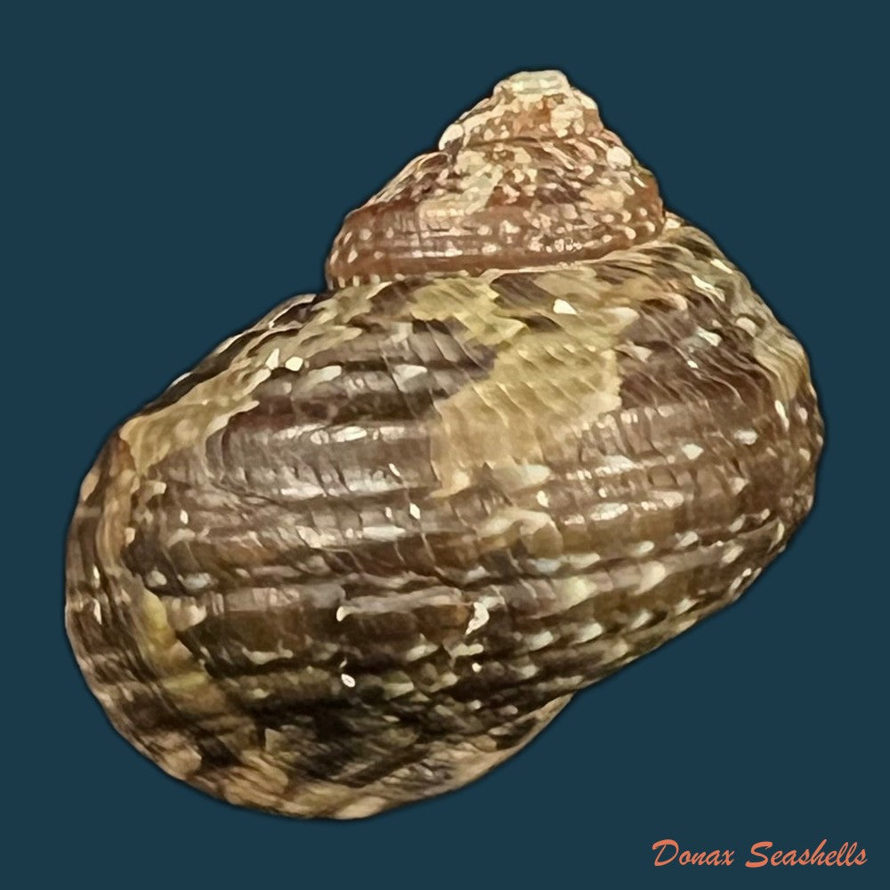 turbo-jonathani-h-dekker-moolenbeek-dance-1992-29mm-copia