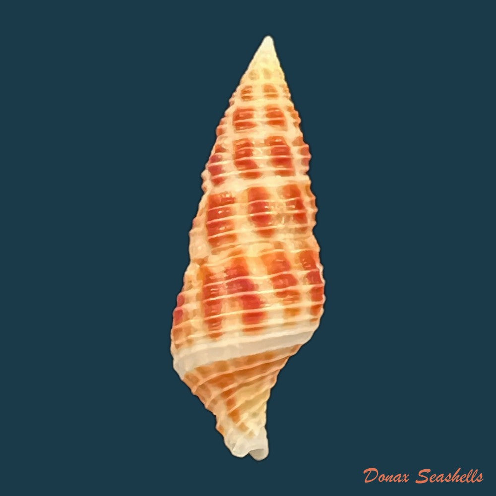 turrilatirus-craticulatus-linnaeus-1758-33-2mm-copia