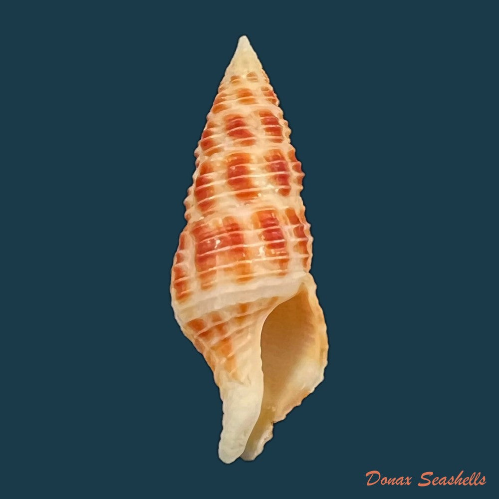 turrilatirus-craticulatus-linnaeus-1758-33-2mm-copia