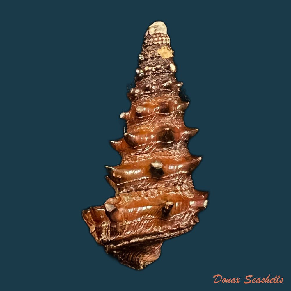 tympanotonus-fuscatus-linnaeus-1758-35-4mm-copia