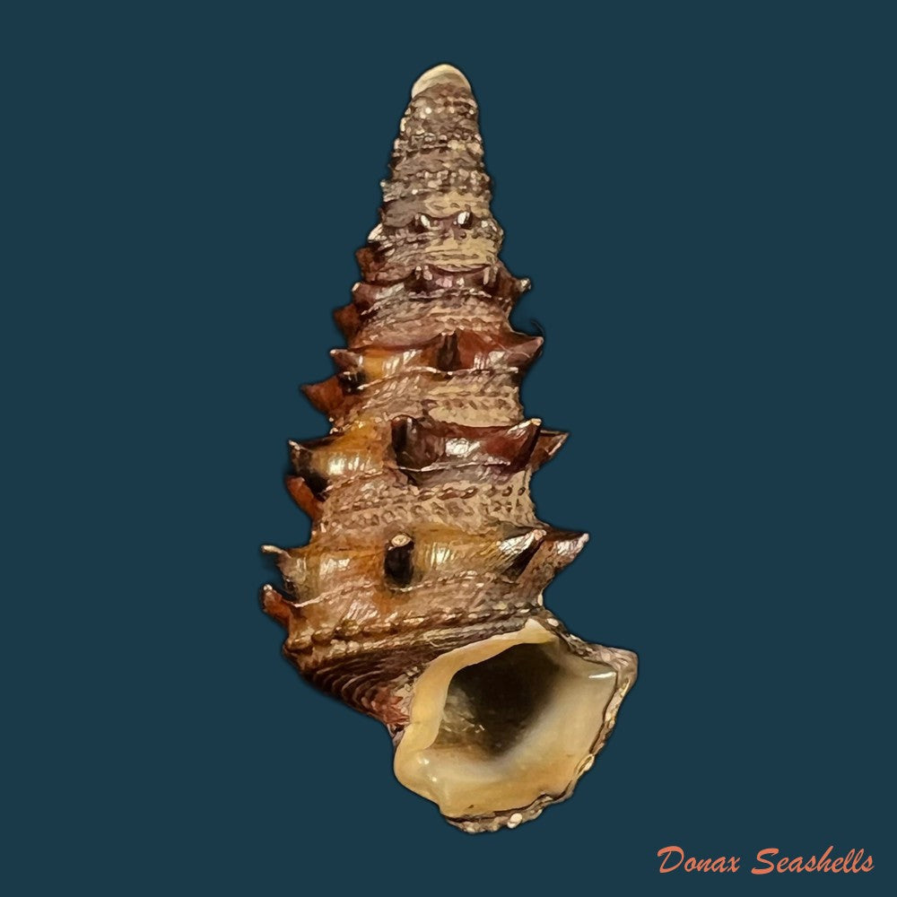 tympanotonus-fuscatus-linnaeus-1758-35-4mm-copia